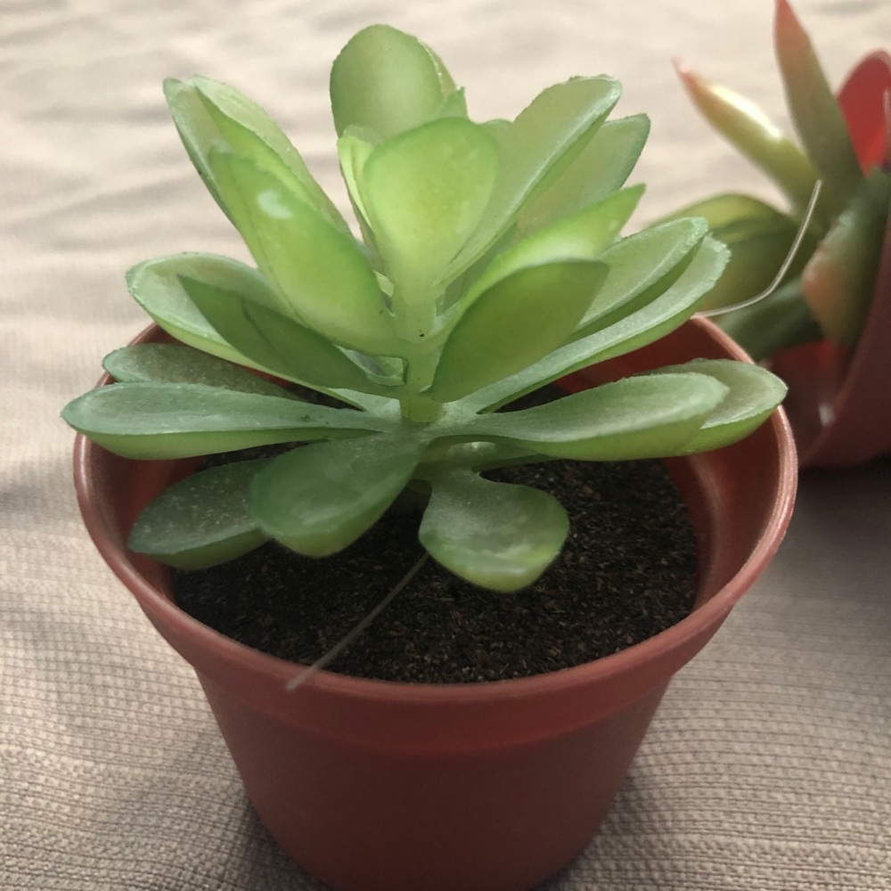 Fax succulent